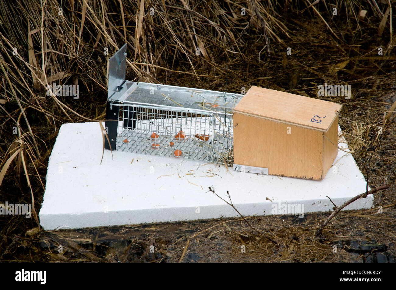 A baited water vole (Arvicola terrestris) trap on a polystyrene float in a reedbed ditch. Crossness Nature Reserve, February. Stock Photo