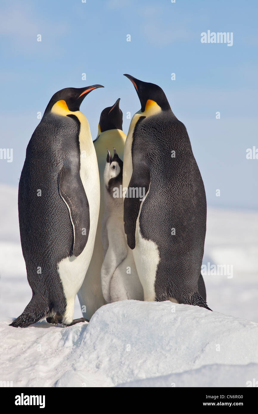 Emperor penguins and chick Stock Photo