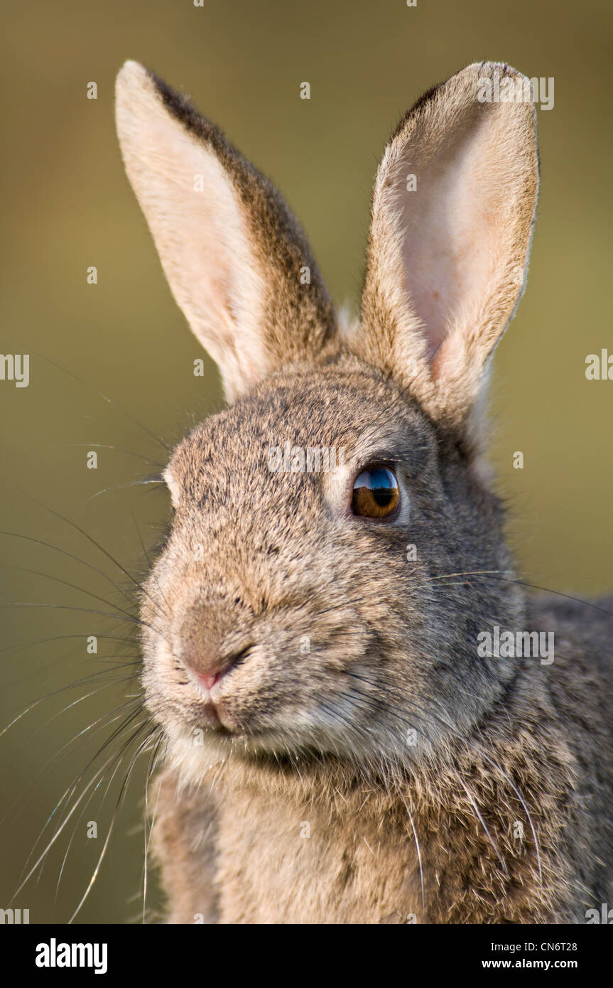 A close up, head and shoulders shot of a rabbit (Oryctolagus cuniculus) with alert, pricked up ears, at RSPB Minsmere, April. Stock Photo
