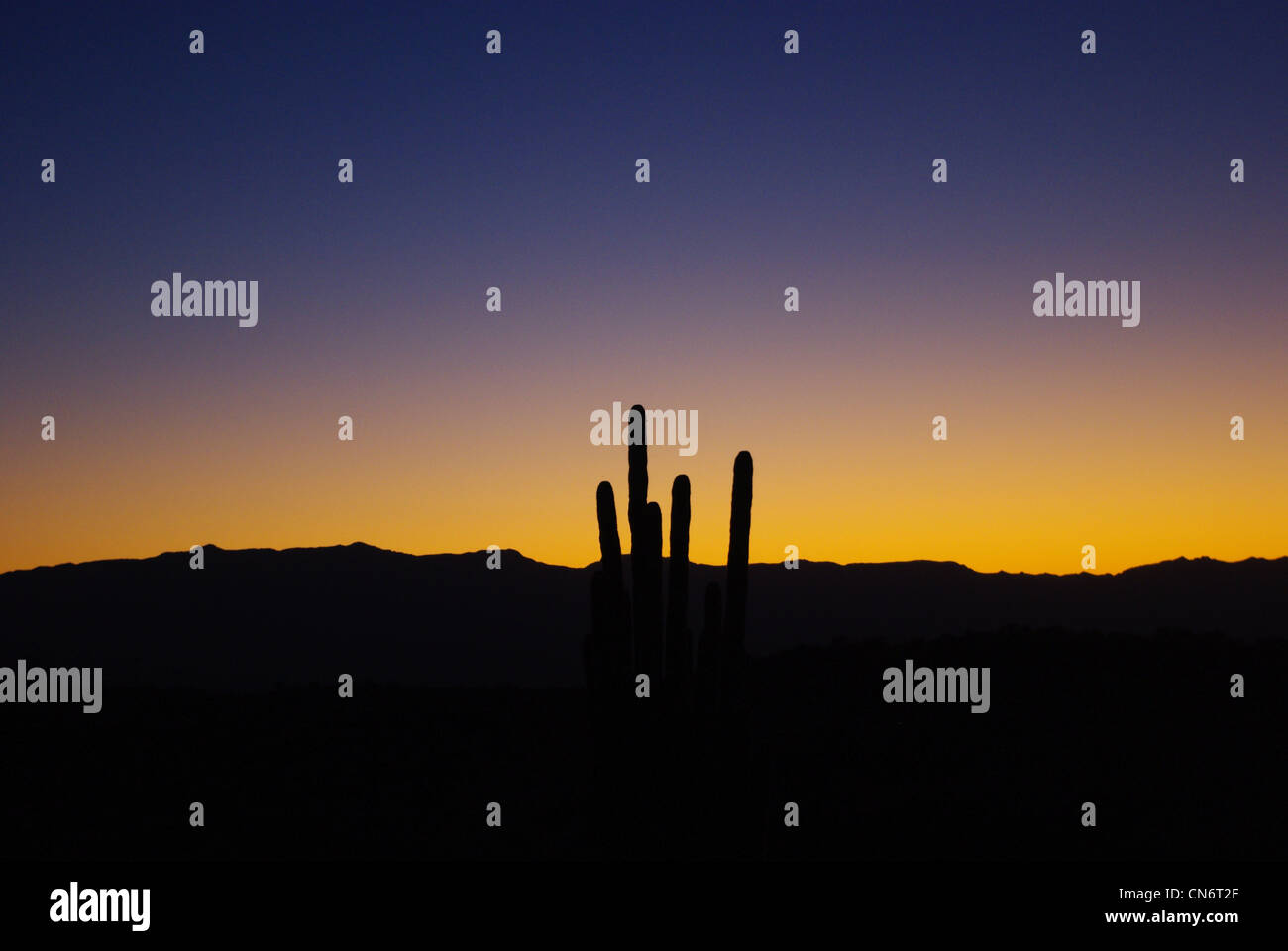 Saguaro sunset, Arizona Stock Photo - Alamy
