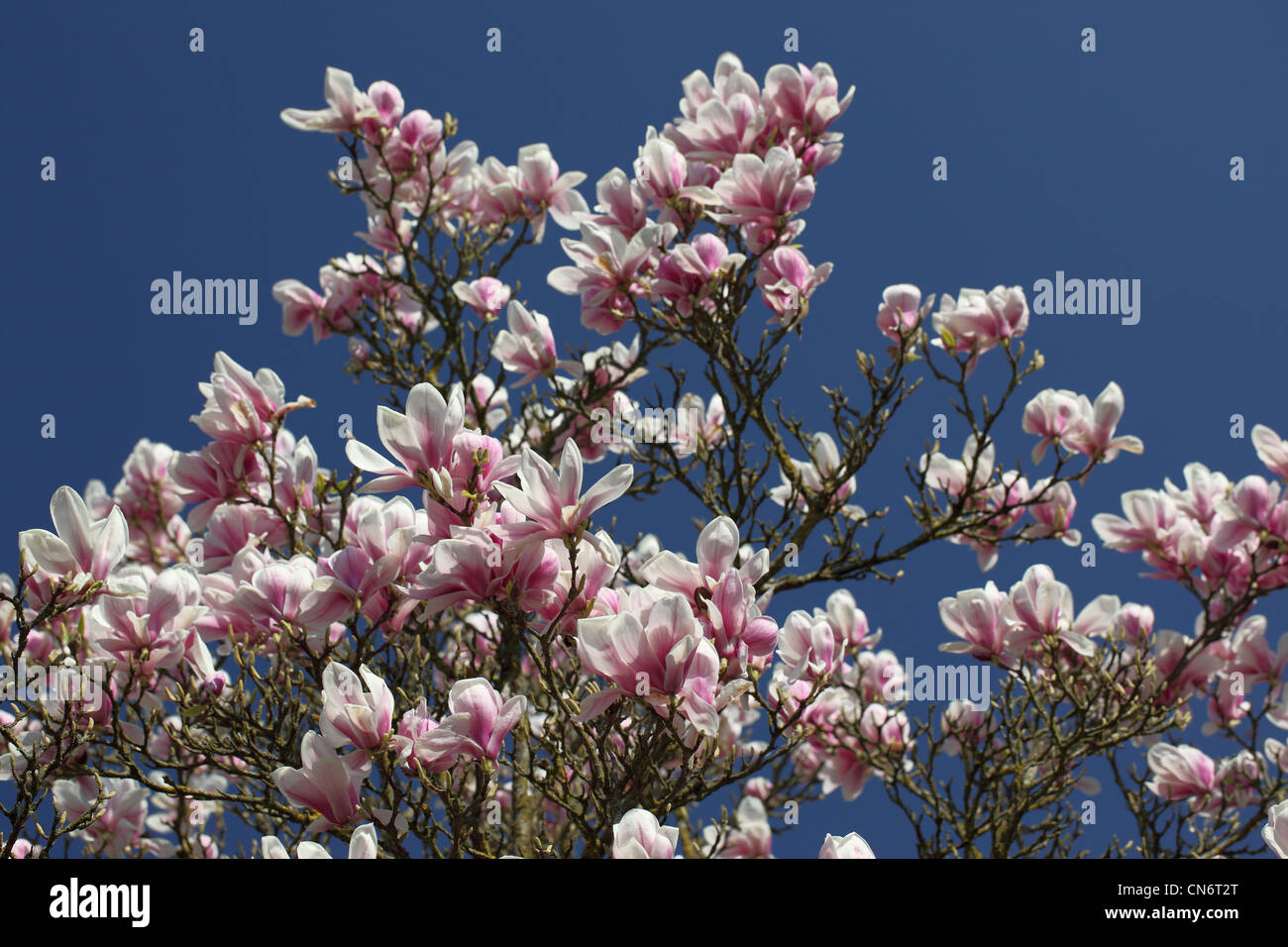 Magnolia tree in full blossom against a blue sky Stock Photo - Alamy
