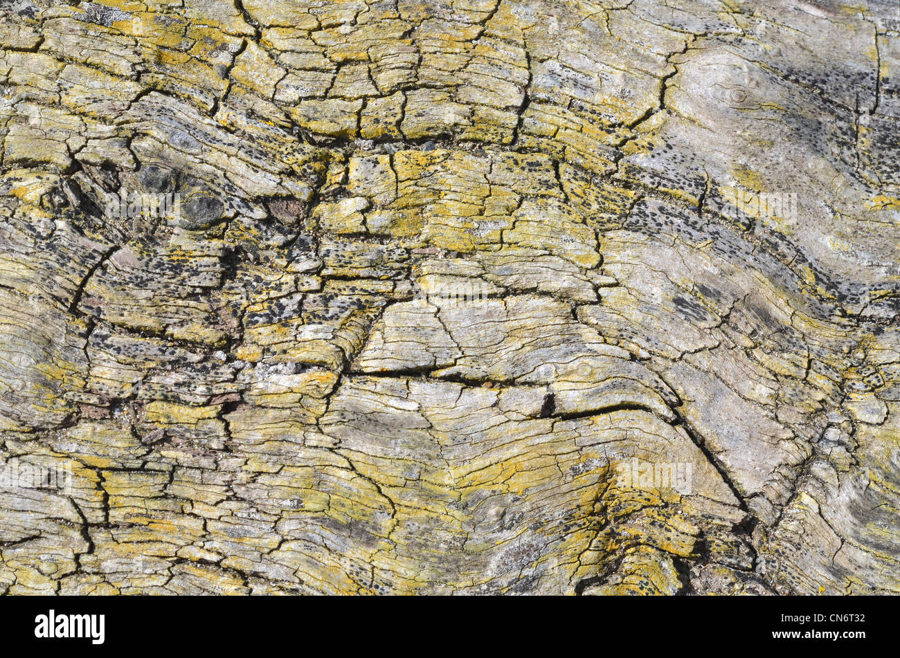 Close detail of weathered log. Cracks in wood. Stock Photo