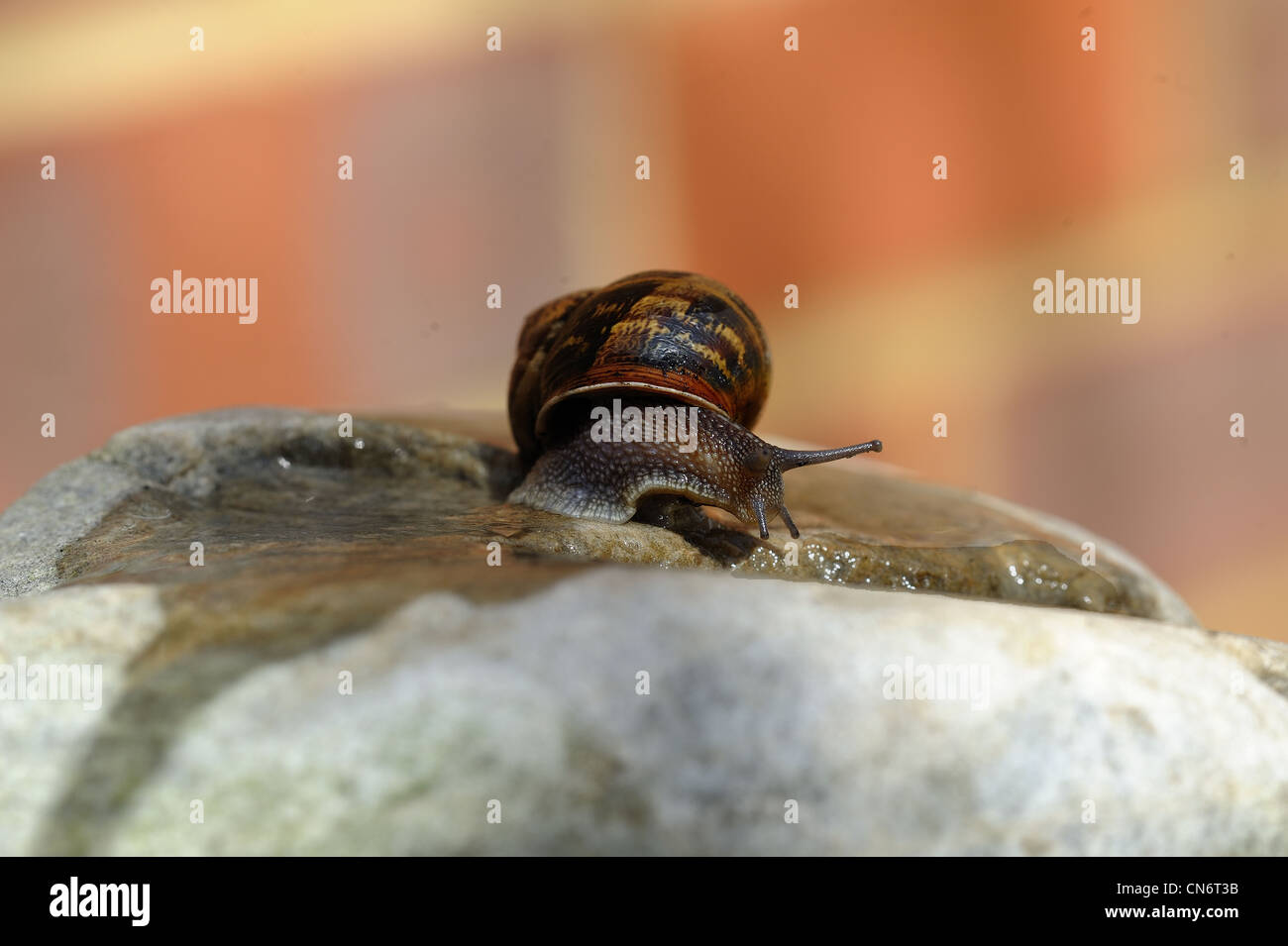 Garden snail Stock Photo