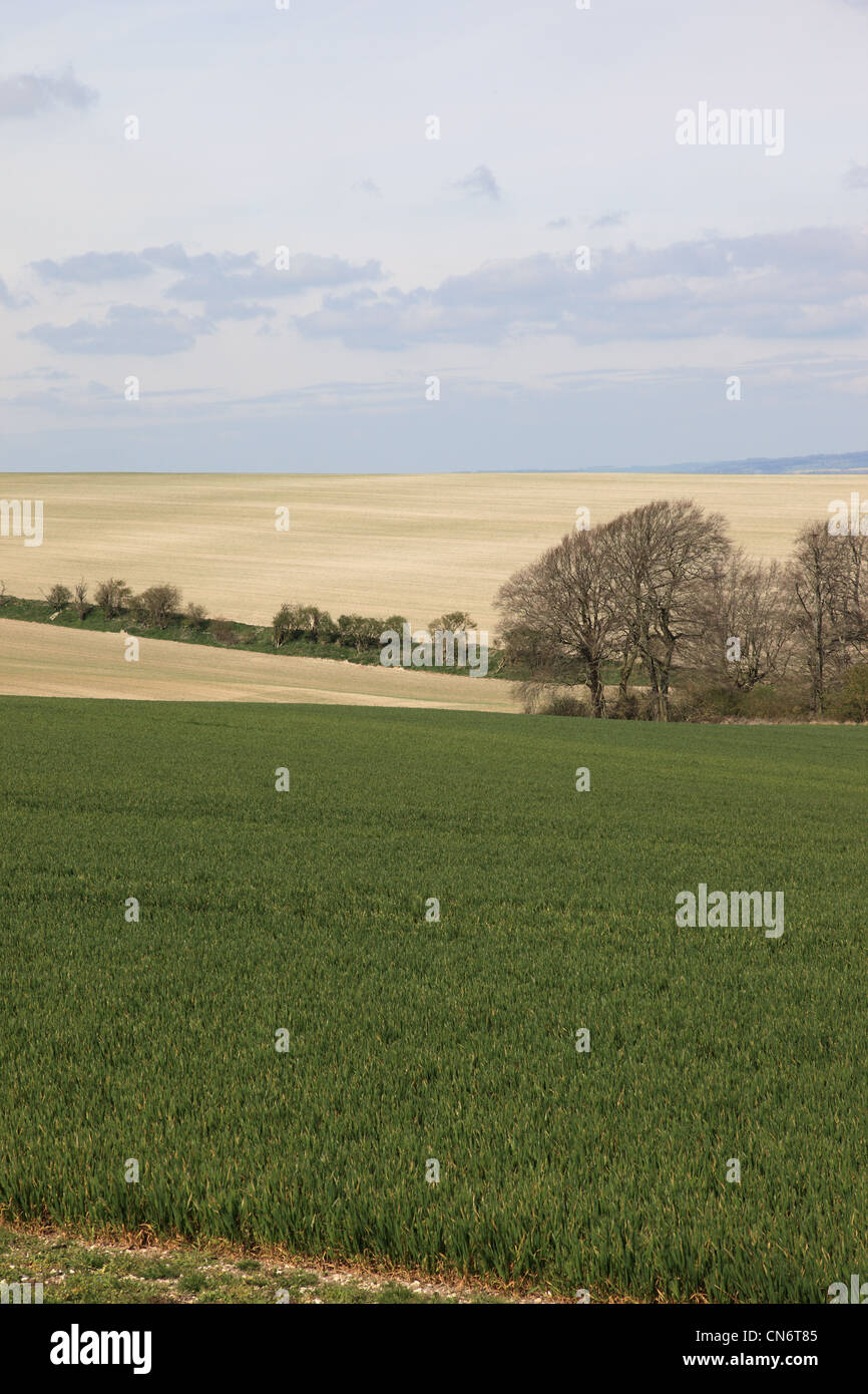 Wiltshire pastures hires stock photography and images Alamy