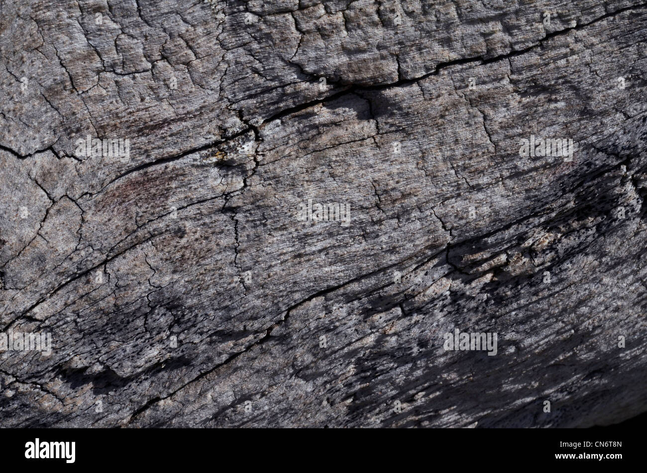 Close detail of weathered log. Cracks in wood. Stock Photo
