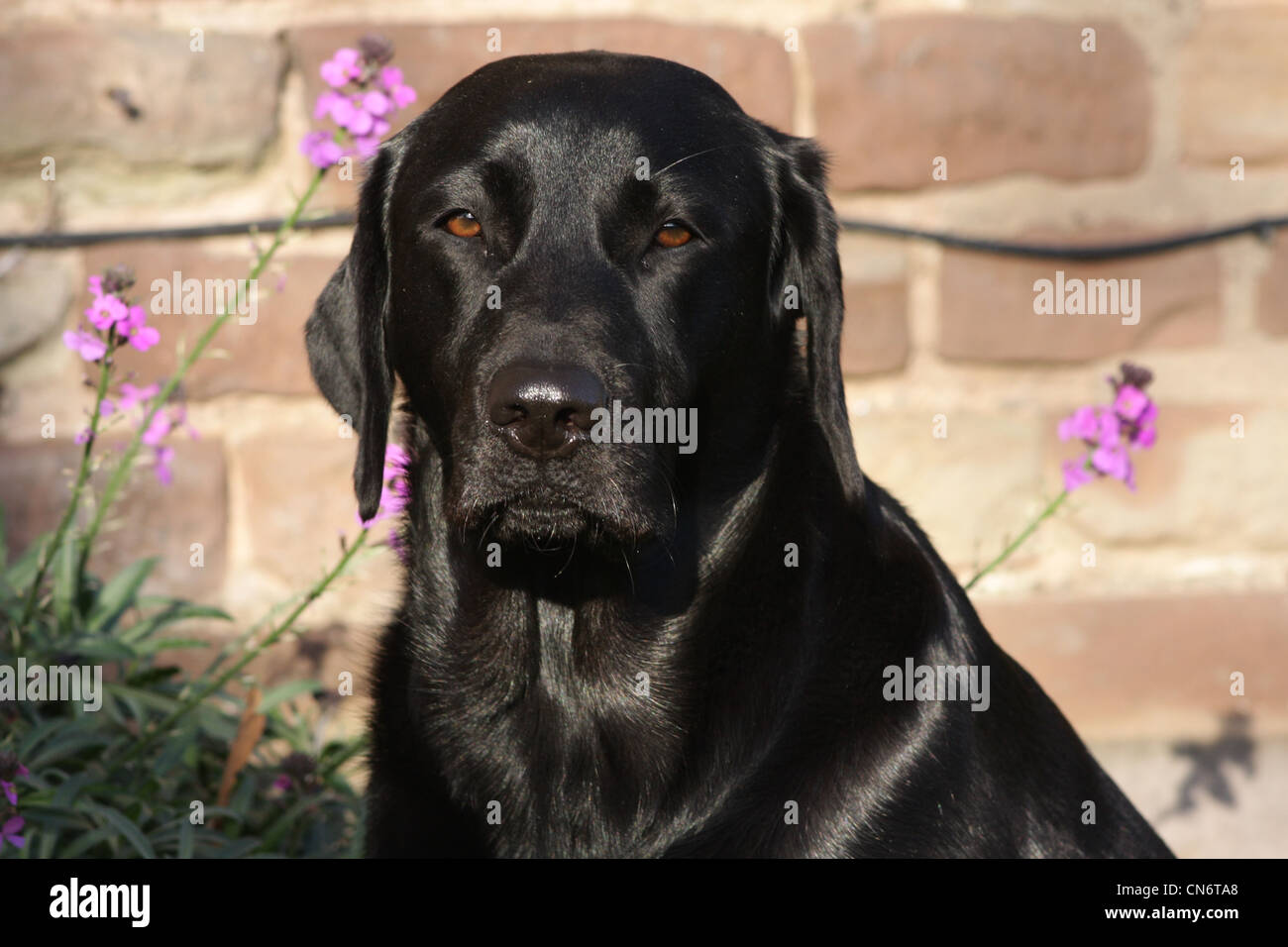 Black labrador with shiny coat in garden with flowers Stock Photo - Alamy