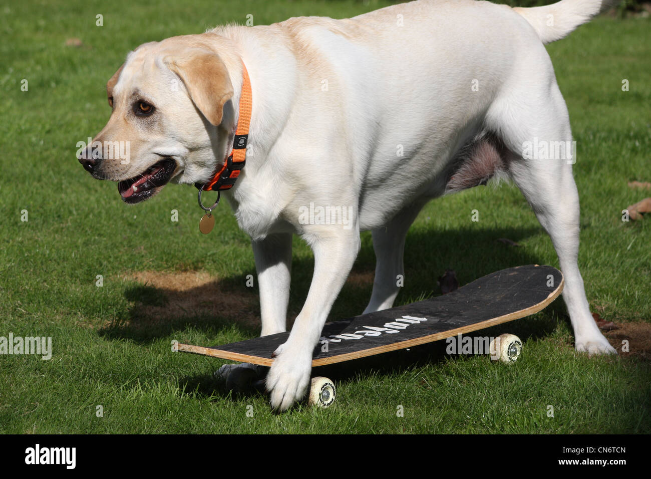 Dog skateboard hires stock photography and images Alamy