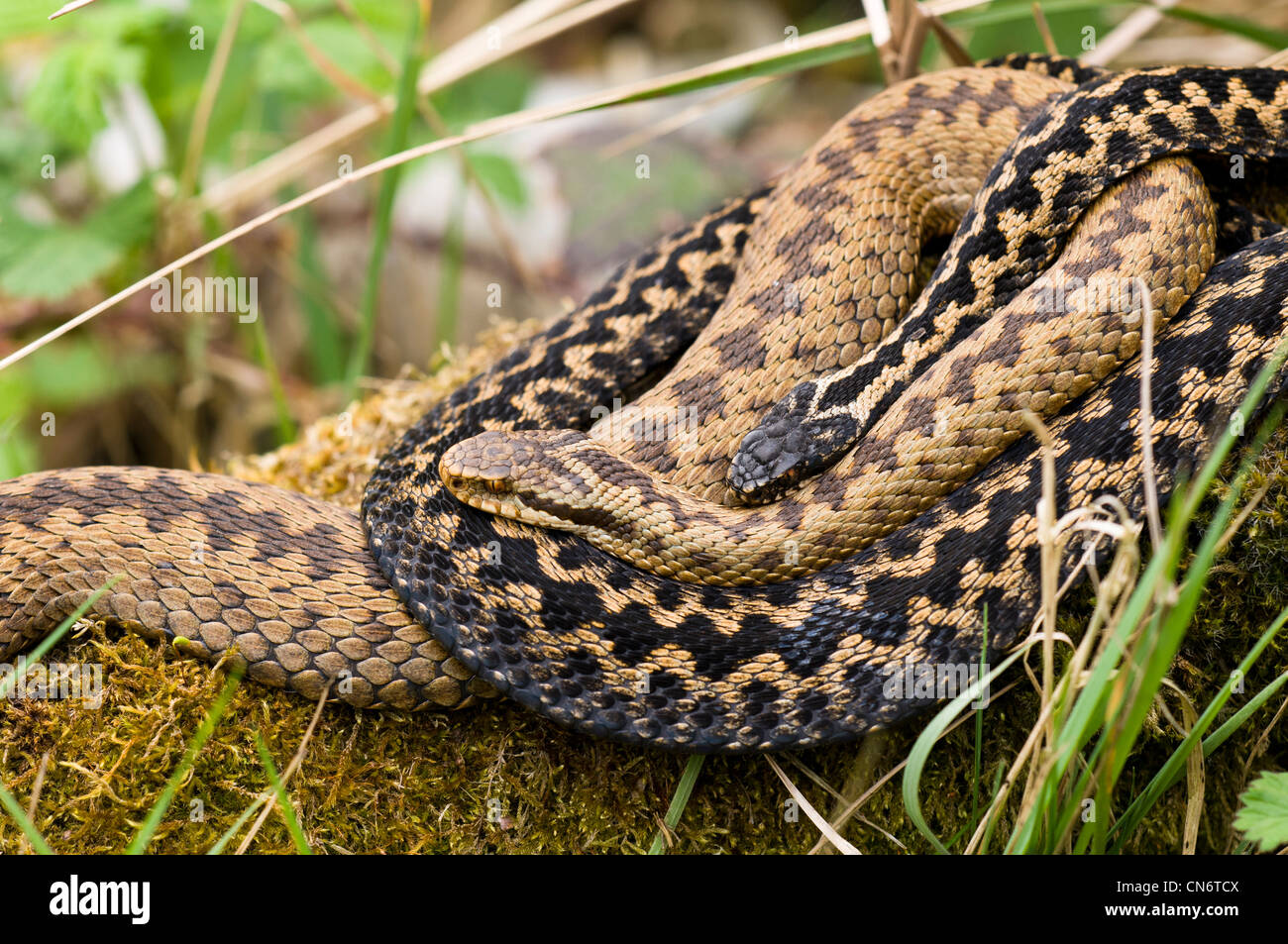 Two adders (Vipera berus) intertwined at the Wildwood Trust, Herne Bay, Kent. April. Captive animals. Stock Photo