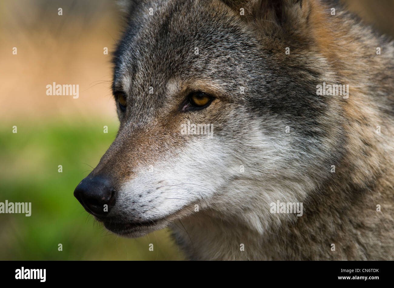 Close-up on the eyes and muzzle of a grey wolf (Canis lupus) at the Wildwood Trust, Herne Bay, Kent. April. Captive animal. Stock Photo