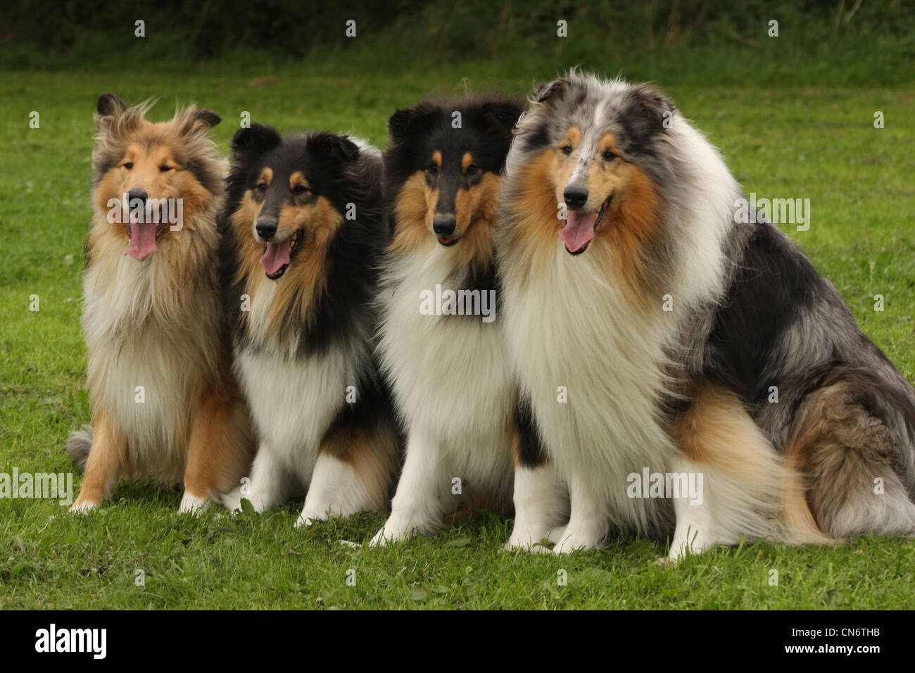 Four rough collies with different colour coats Stock Photo