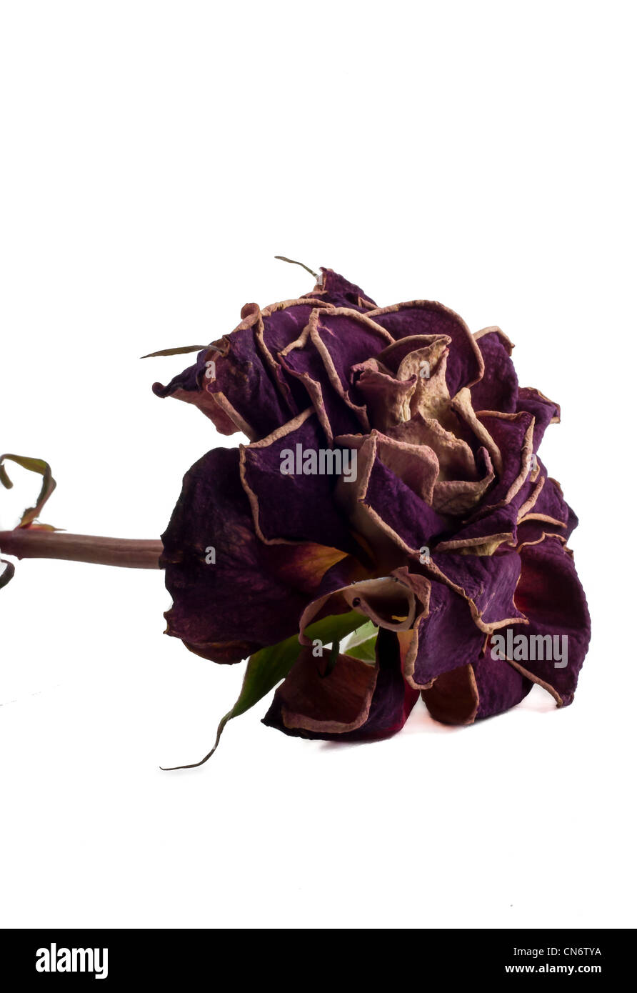 Close up of a dried rose with stem on white background Stock Photo - Alamy