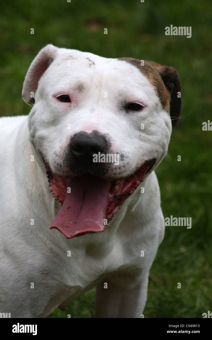 White staffordshire bull terrier Stock Photo
