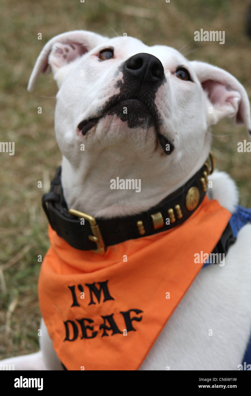 Deaf dog with banner Stock Photo