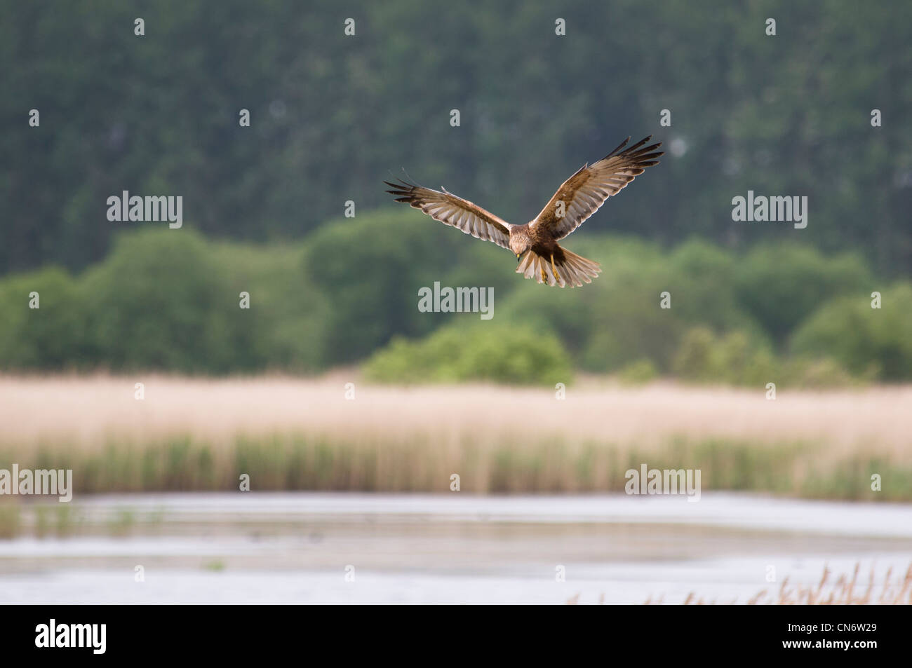 A marsh harrier (Circus aeruginosus) hunting over the reedbeds at RSPB Minsmere, Suffolk. May. Stock Photo