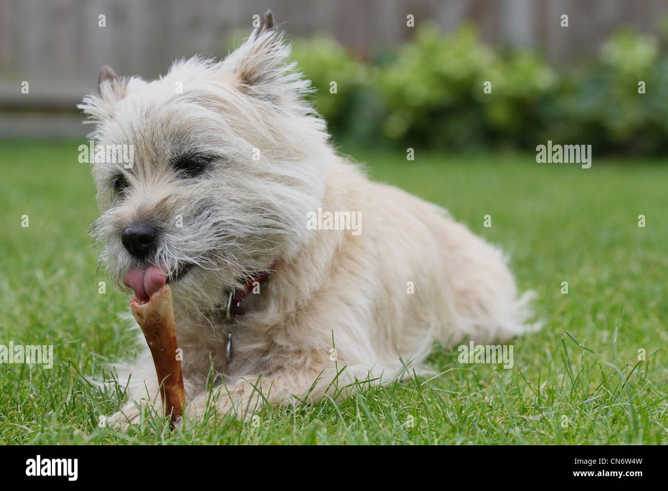 A Cairn Terrier dog chewing a bone on a grass lawn Stock Photo Alamy