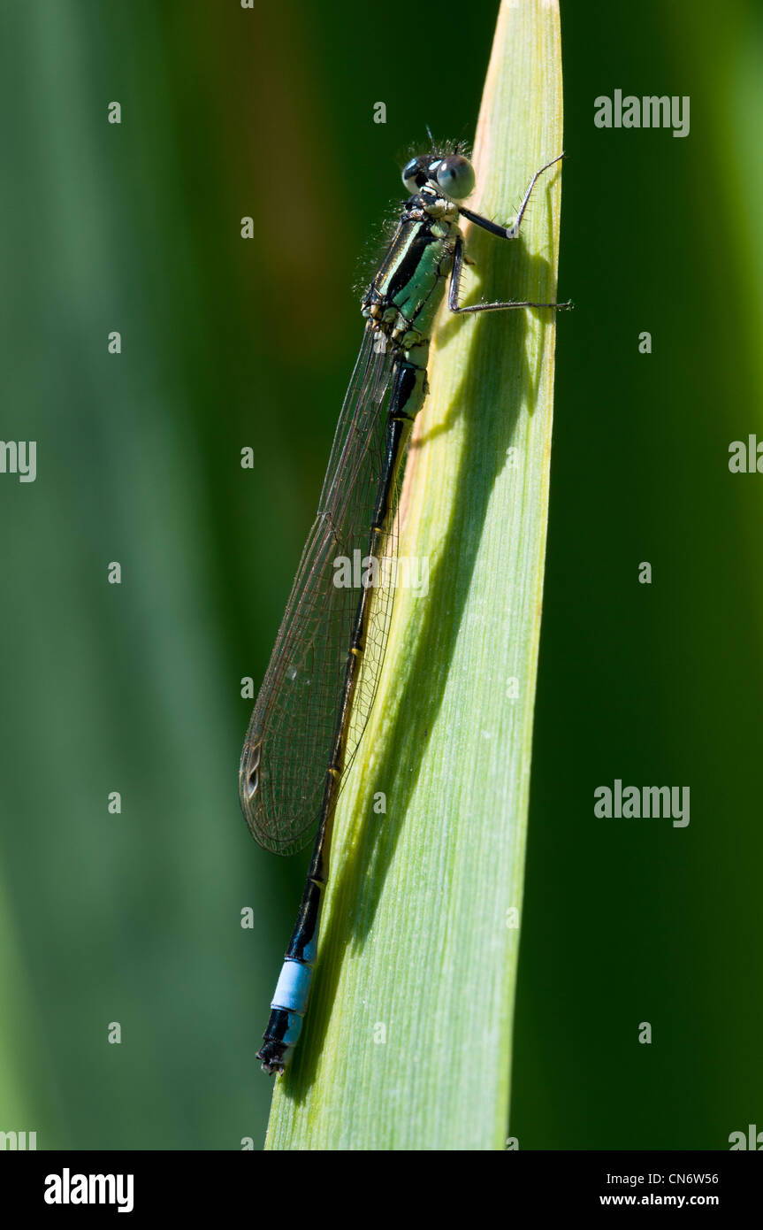 A male blue-tailed damselfly (Ischnura elegans) perched on a reed at Crossness Nature Reserve, Bexley, Kent. May. Stock Photo