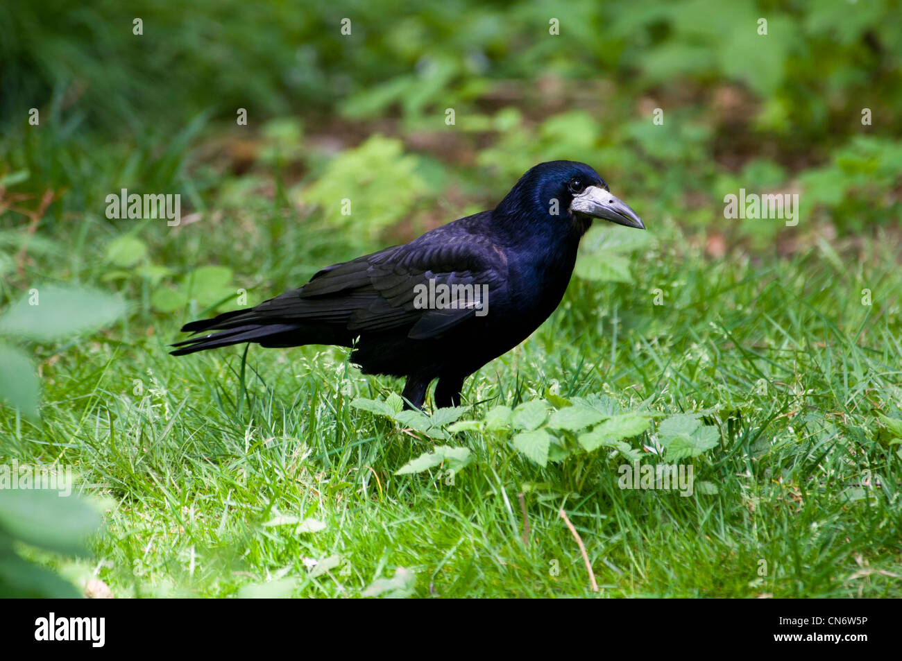 Where Do Rooks Live A rook foraging on the ground in woodland. May Stock Photo - Alamy