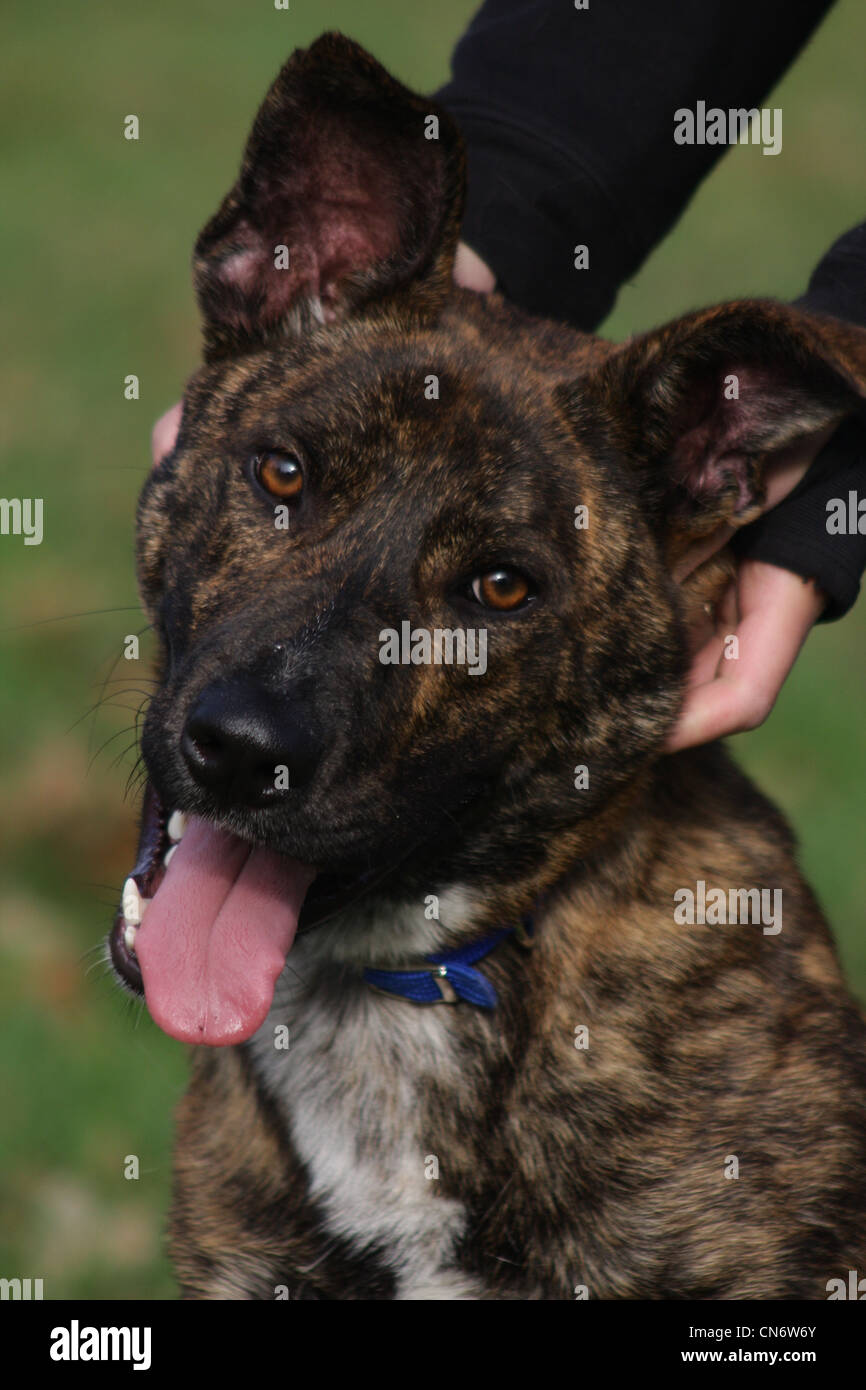 Dog having ears scratched Stock Photo Alamy