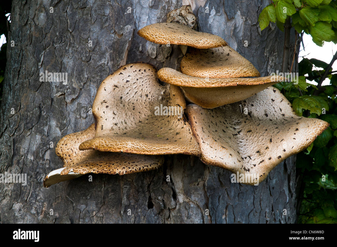 A very large dryad's saddle fungus (Polyporus squamosus) growing on a tree near Alnwick, Northumberland. May. Stock Photo