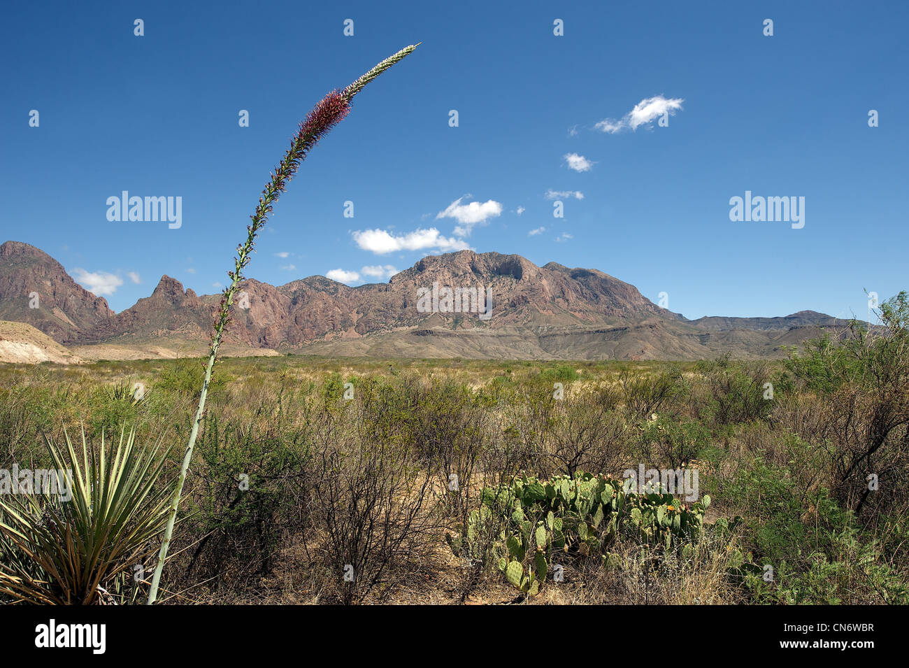 Big Bend NP mountain landscape with flowering agave gracilipes and prickly pear in the foreground, TX, US Stock Photo