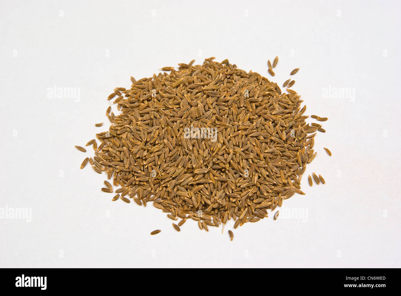 Cumin (Cuminum cyminum), and sometimes spelled cummin) is a flowering plant in the family Apiaceae, native from the east Mediter Stock Photo