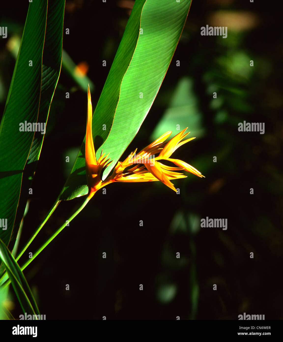 Yellow Parrot Heliconia flowers in rain forest Hawaii Stock Photo