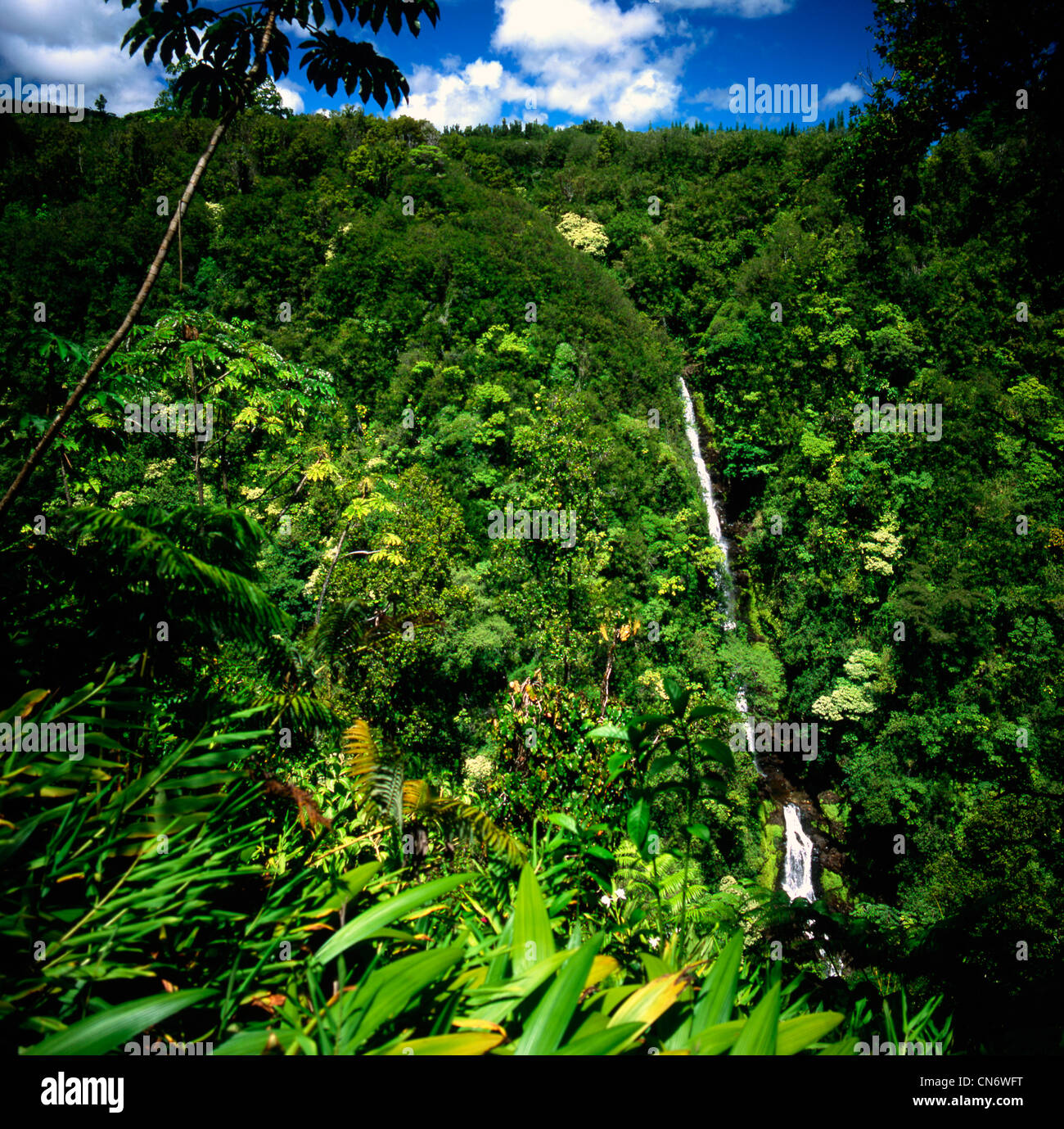 Dense rain forest and waterfall on Big Island Hawaii Stock Photo - Alamy