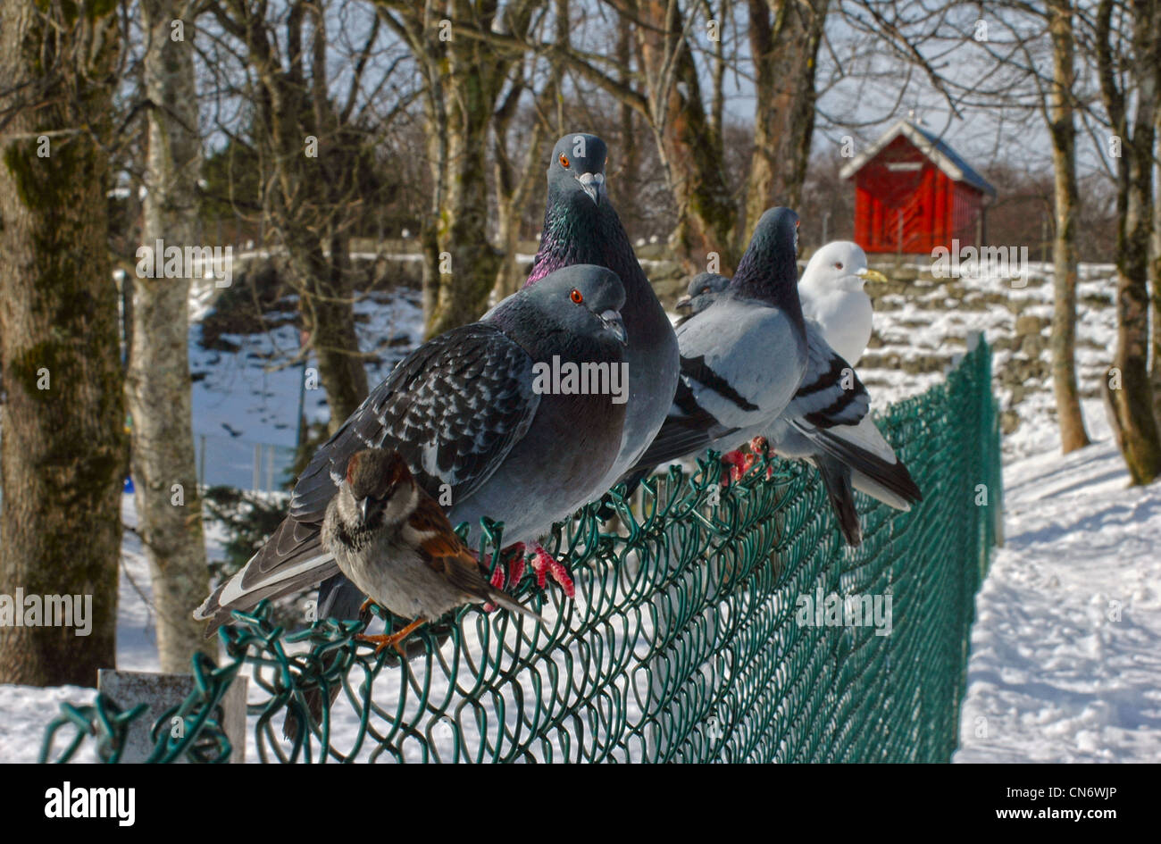 pigeons sitting on fence at park Stock Photo