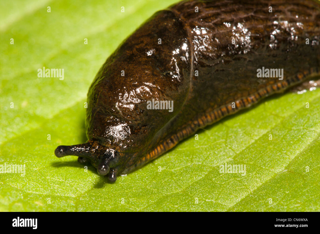 A black slug (Arion ater agg.) in its reddish brown form, on a leaf at Crossness Nature Reserve, Bexley, Kent. June. Stock Photo