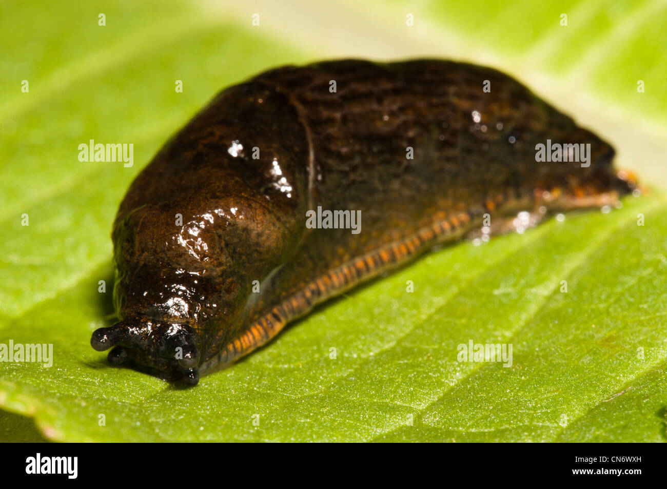 A black slug (Arion ater agg.) in its reddish brown form, on a leaf at Crossness Nature Reserve, Bexley, Kent. June. Stock Photo