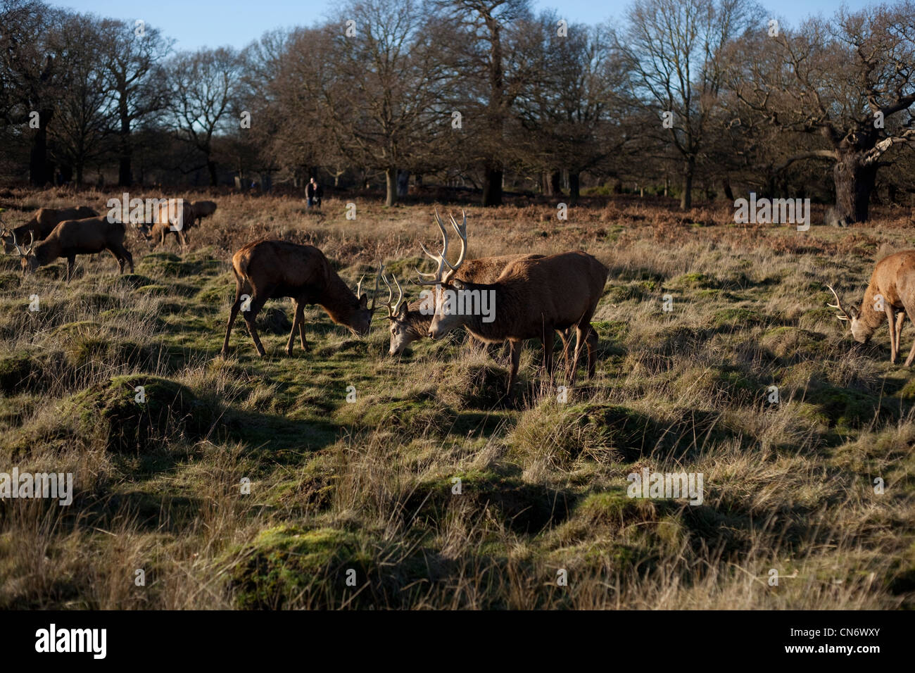 Deer in Richmond Park London on a Autumn day Stock Photo