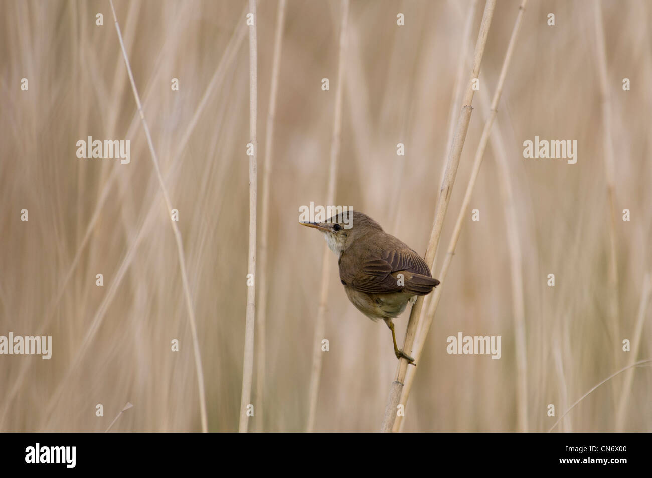 A reed warbler (Acrocephalus scirpaceus) in its reedbed habitat at Crossness Nature Reserve, Bexley, Kent. June. Stock Photo