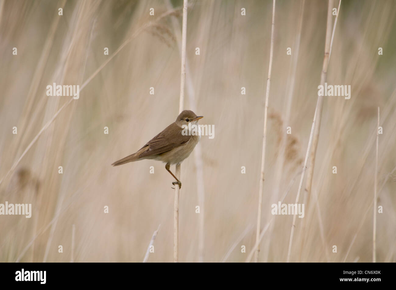 A reed warbler (Acrocephalus scirpaceus) in its reedbed habitat at Crossness Nature Reserve, Bexley, Kent. June. Stock Photo