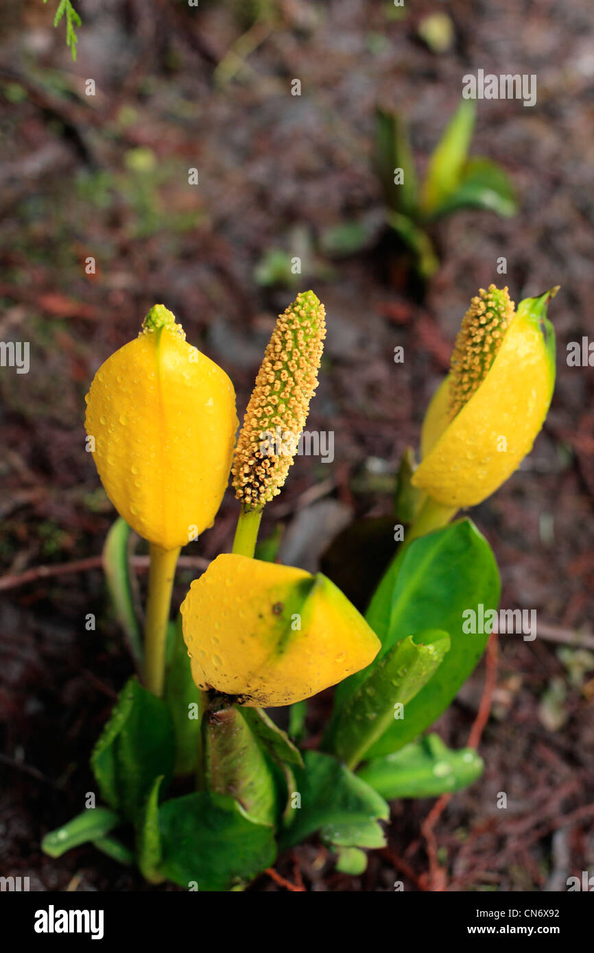 Skunk cabbage flowers Stock Photo - Alamy