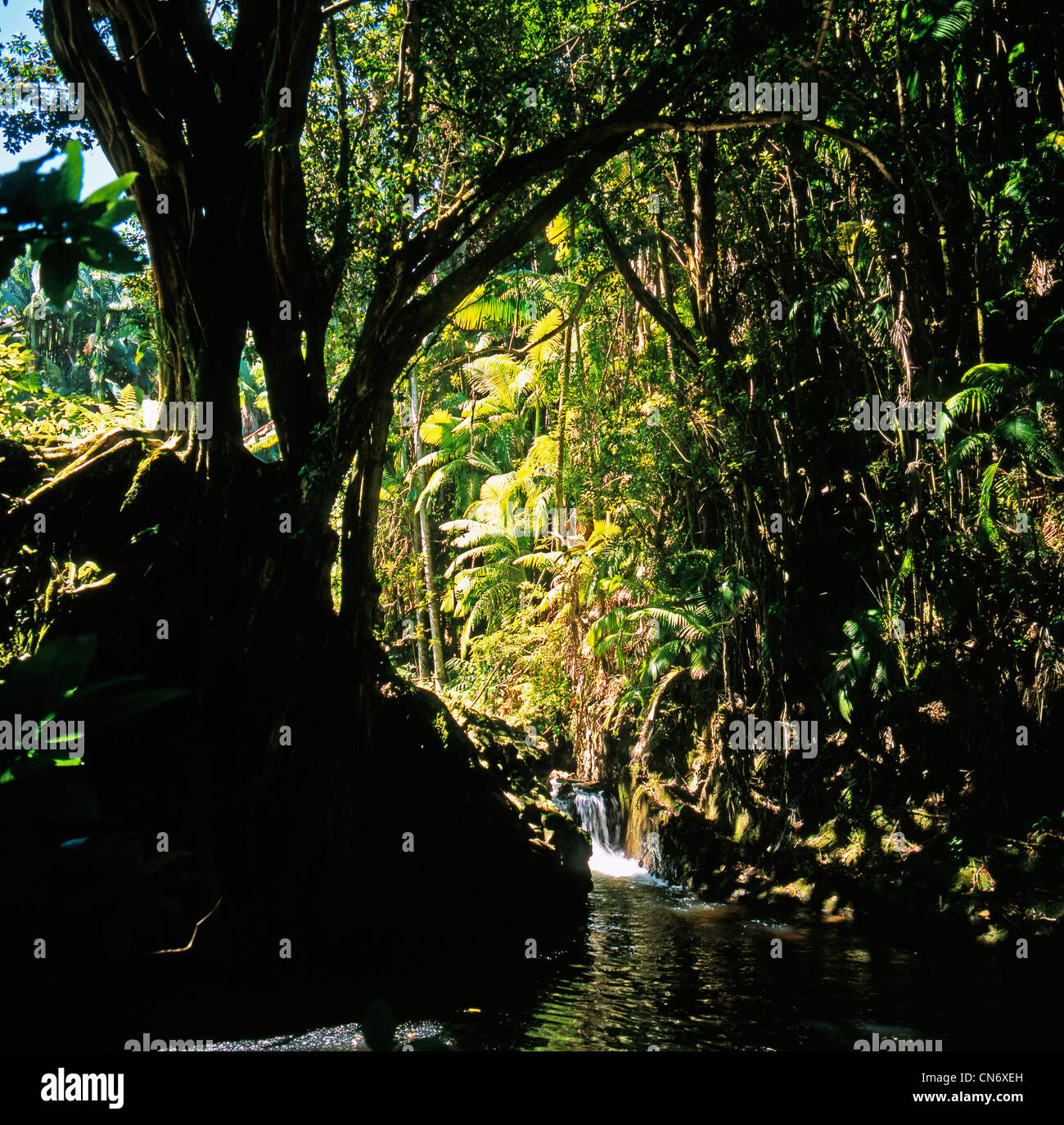 Tropical Rain Forest on Big Island Hawaii Stock Photo - Alamy