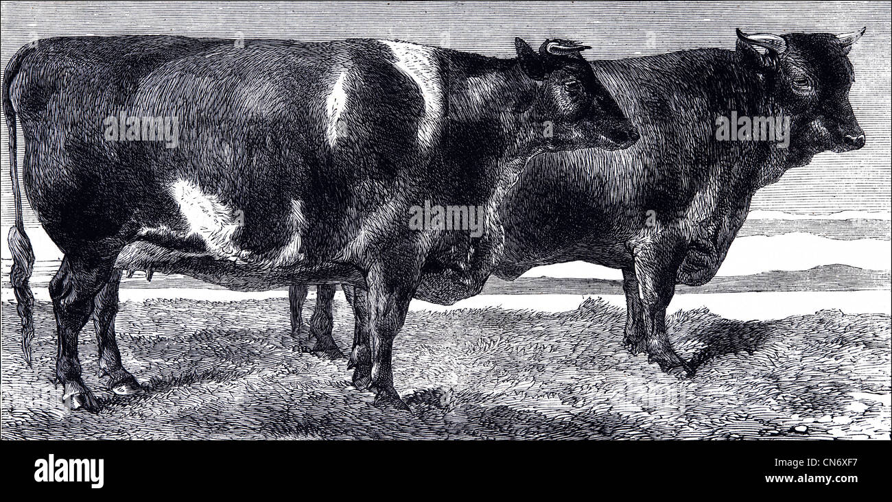 Prize winning cattle from The Royal Agricultural Society's show in Battersea Park, London England, UK. Original Victorian engraving dated 12th July 1862 Stock Photo
