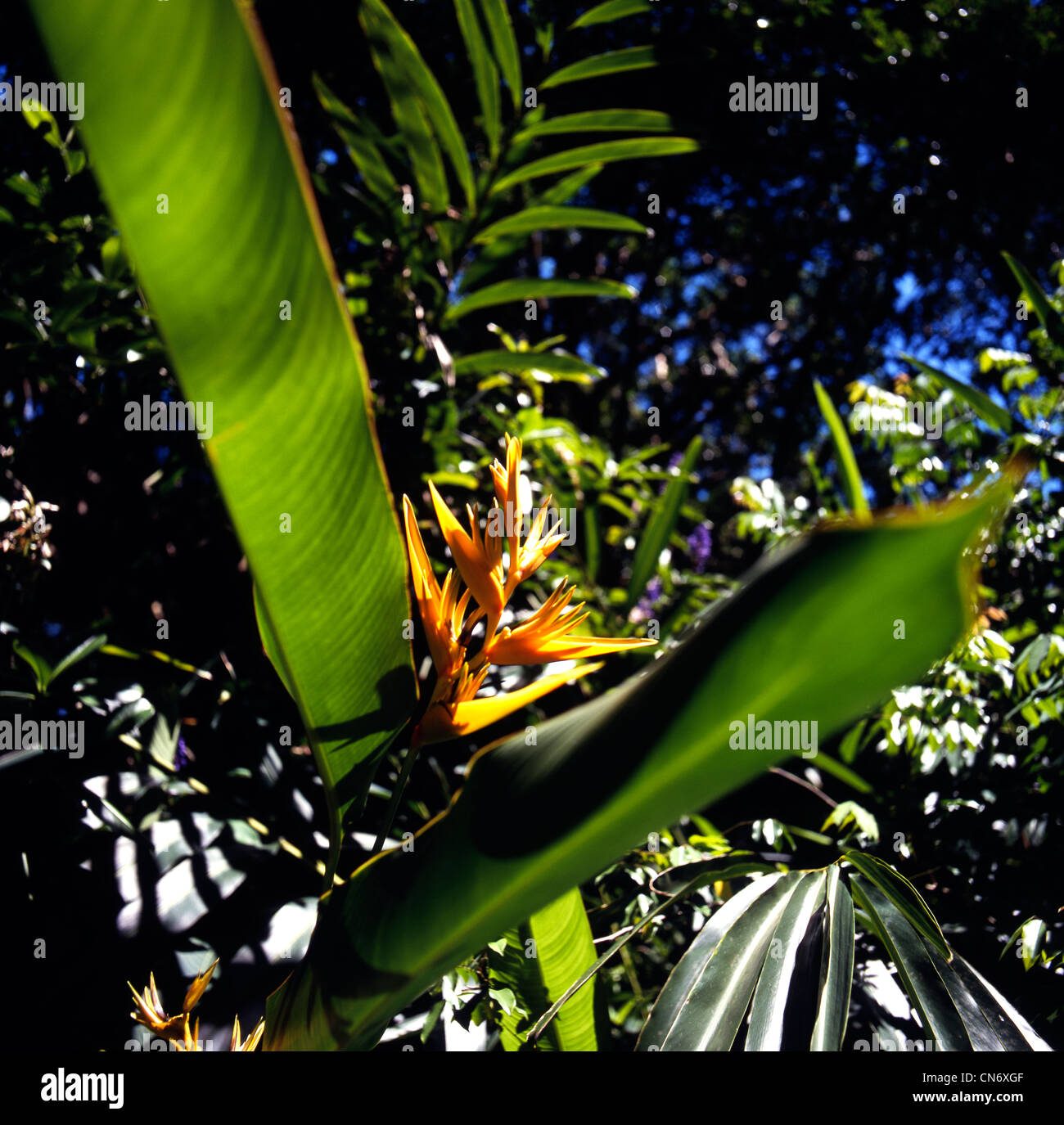 Yellow Parrot Heliconia flowers in rain forest Hawaii Stock Photo