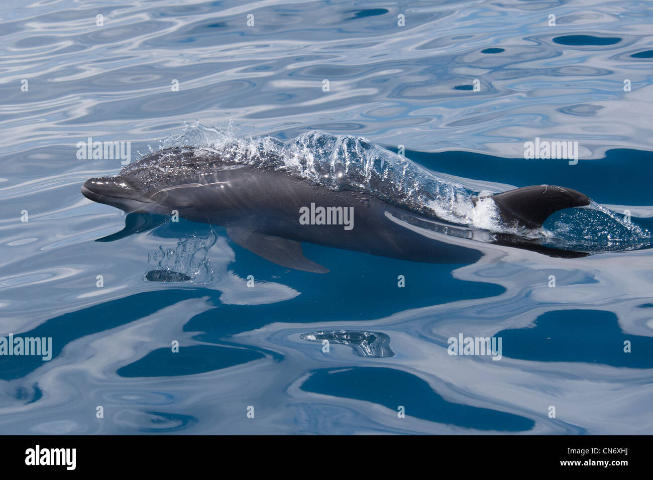Common Bottlenose Dolphin, Tursiops truncatus, surfacing. Costa Rica, Pacific Ocean. Stock Photo
