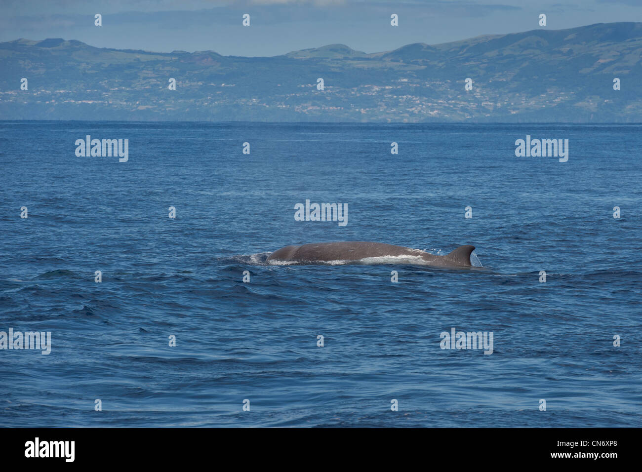 Northern Bottlenose Whale (Hyperoodon ampullatus) adult animal surfacing, rare unusual image. Azores, Atlantic Ocean. Stock Photo