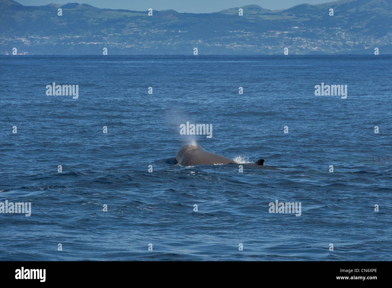 Northern Bottlenose Whale (Hyperoodon ampullatus) adult animal surfacing, rare unusual image. Azores, Atlantic Ocean. Stock Photo