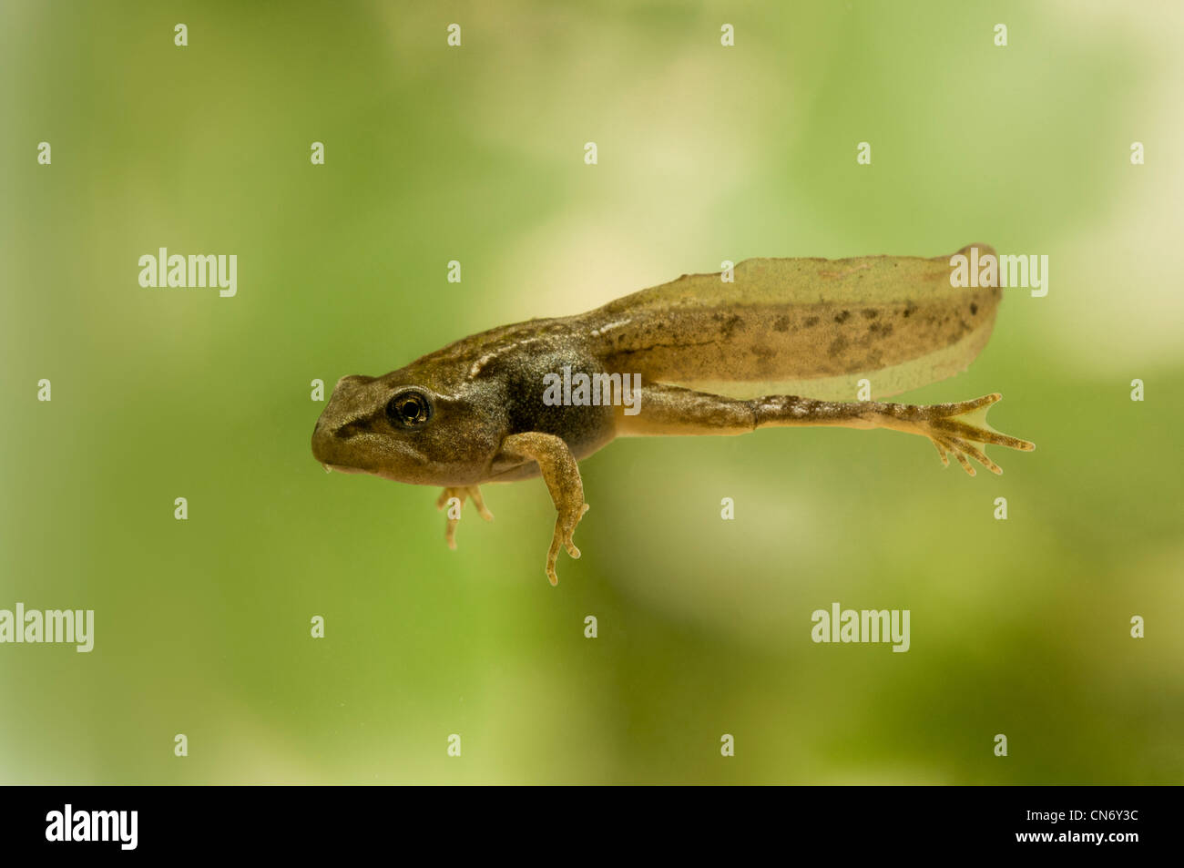 common frog tadpole with legs, photographed in a tank and released afterwards. Stock Photo