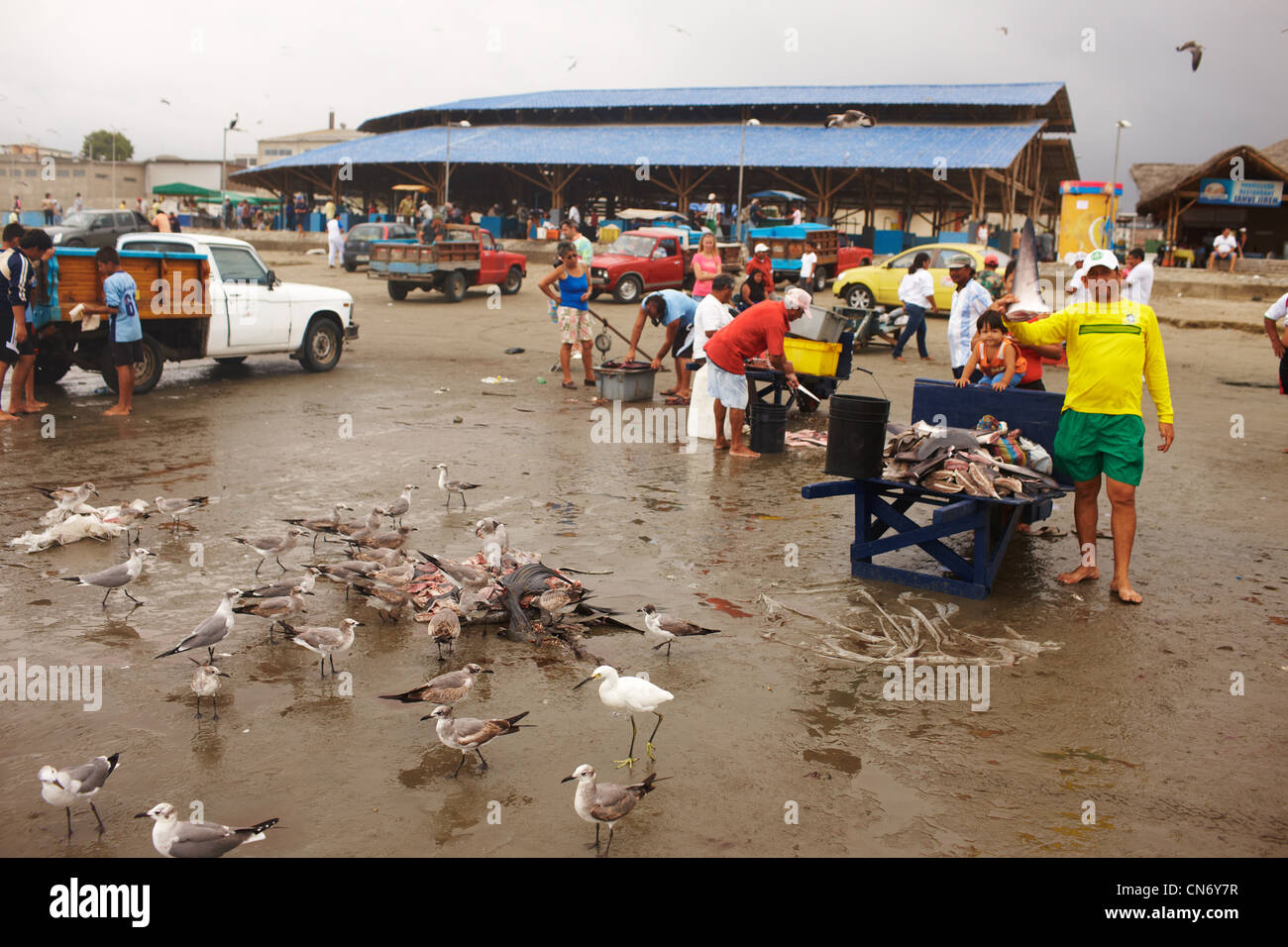 Fishermen brought fresh fish market, fish cleaned and waste gave the birds. Ecuador Stock Photo