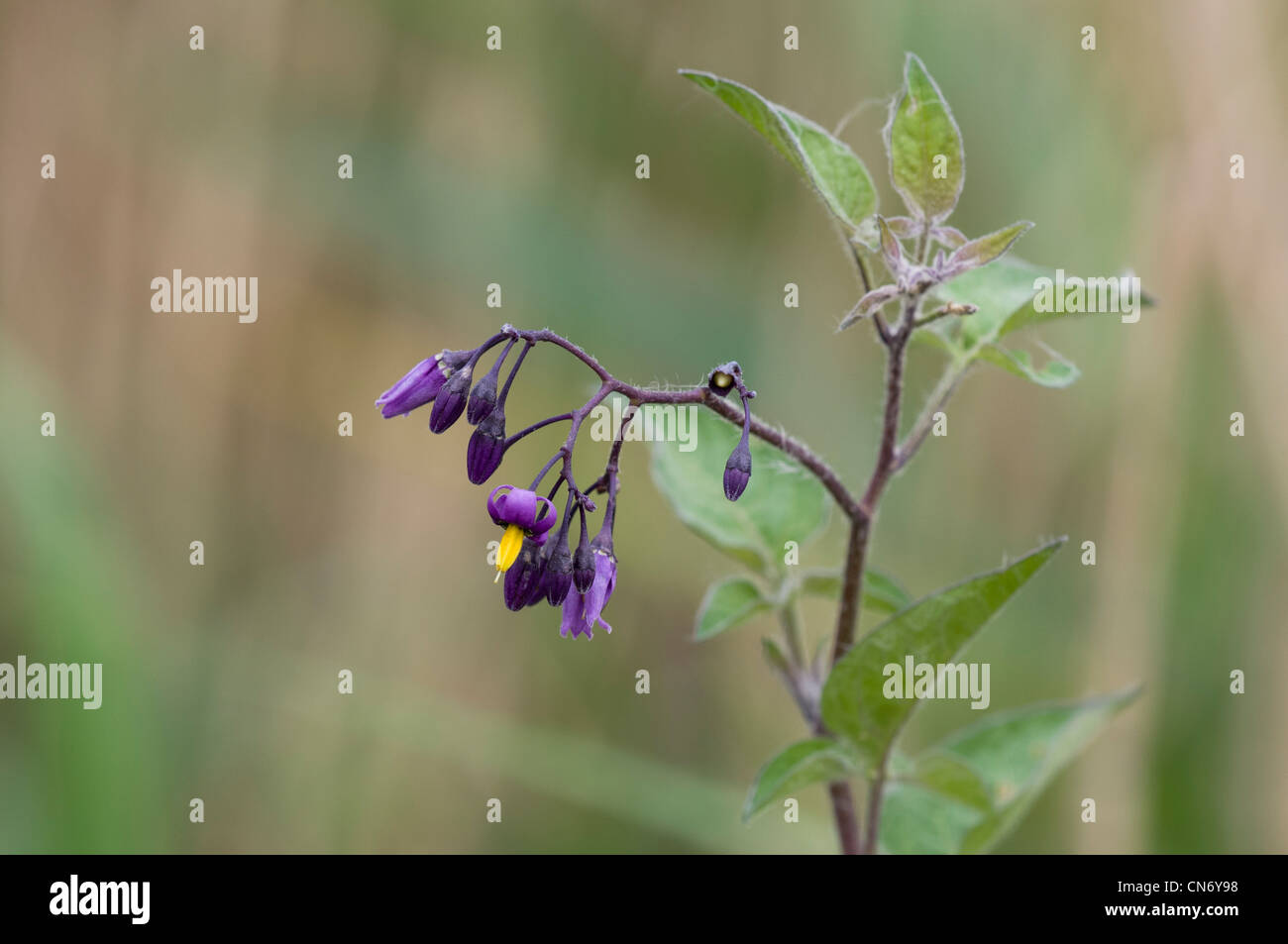 Woody Nightshade (Solanum dulcamara), also knowns as bittersweet