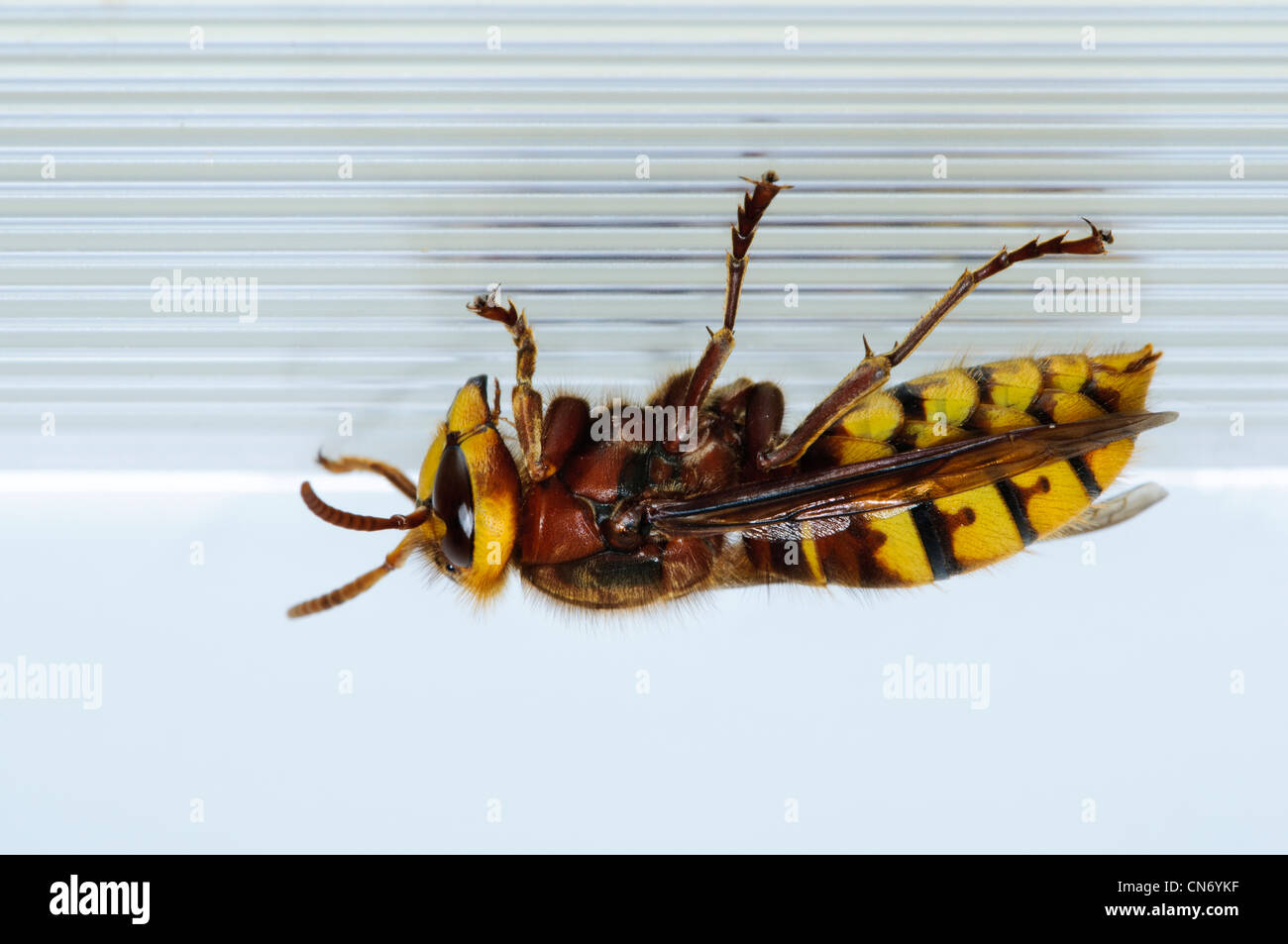 A hornet attracted to a fluorescent light October. Stock Photo