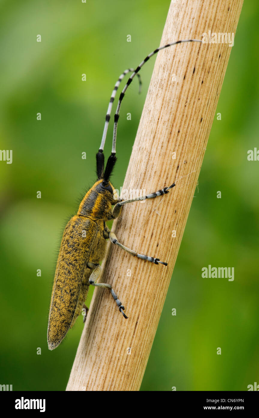 A golden-bloomed grey longhorn beetle on a reed stem at Priory Water Nature Reserve, Leicestershire. May. Stock Photo
