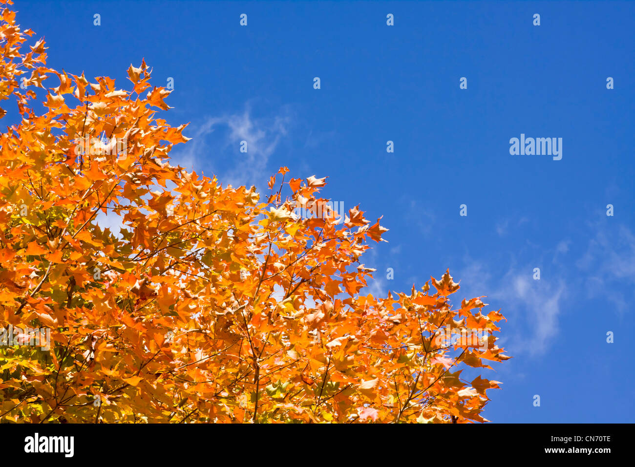 Blue maple hi-res stock photography and images - Alamy