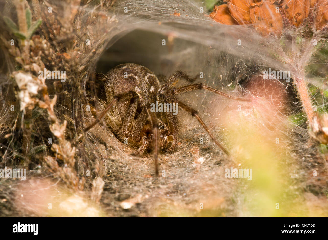 A labyrinth spider in its web at Thursley Common National Nature Reserve, Surrey. August. Stock Photo