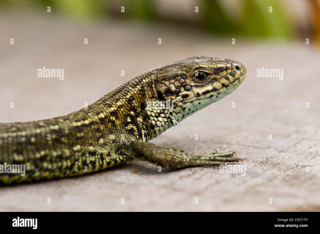 An adult common lizard (Lacerta vivipara) basking on the boardwalk at Thursley Common National Nature Reserve, Surrey. August. Stock Photo
