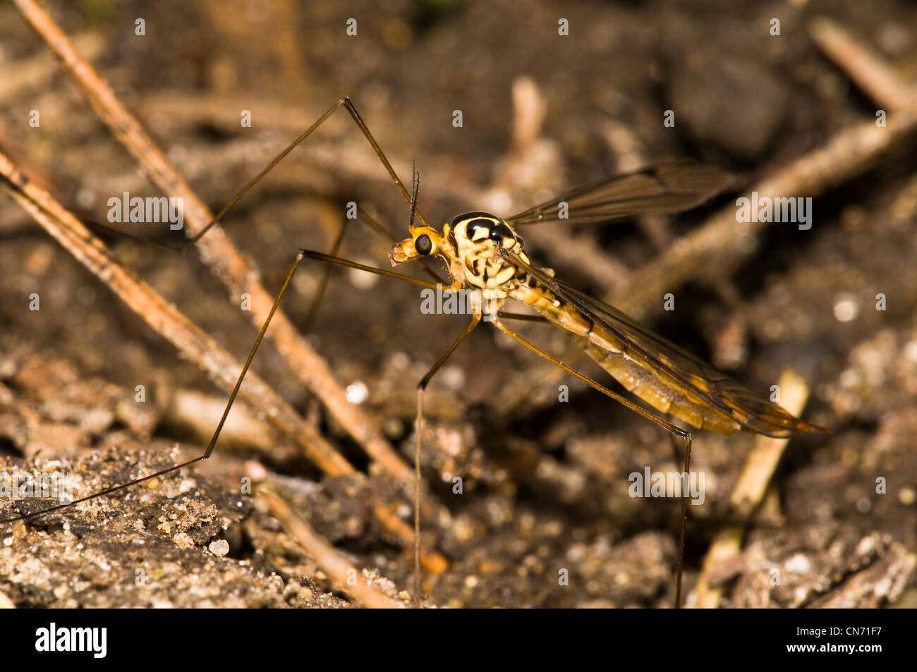 An adult female spotted crane-fly at Sevenoaks Wildlife Reserve, Kent. August. Stock Photo
