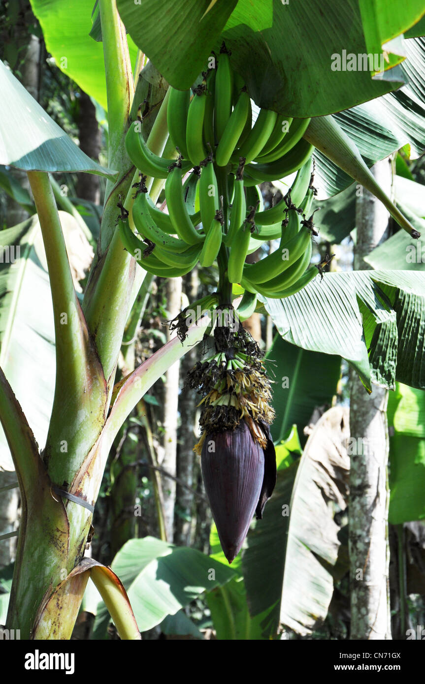 A close up of a banana tree in a groove with a bunch of raw banana and leaves and its inflorescence. Stock Photo